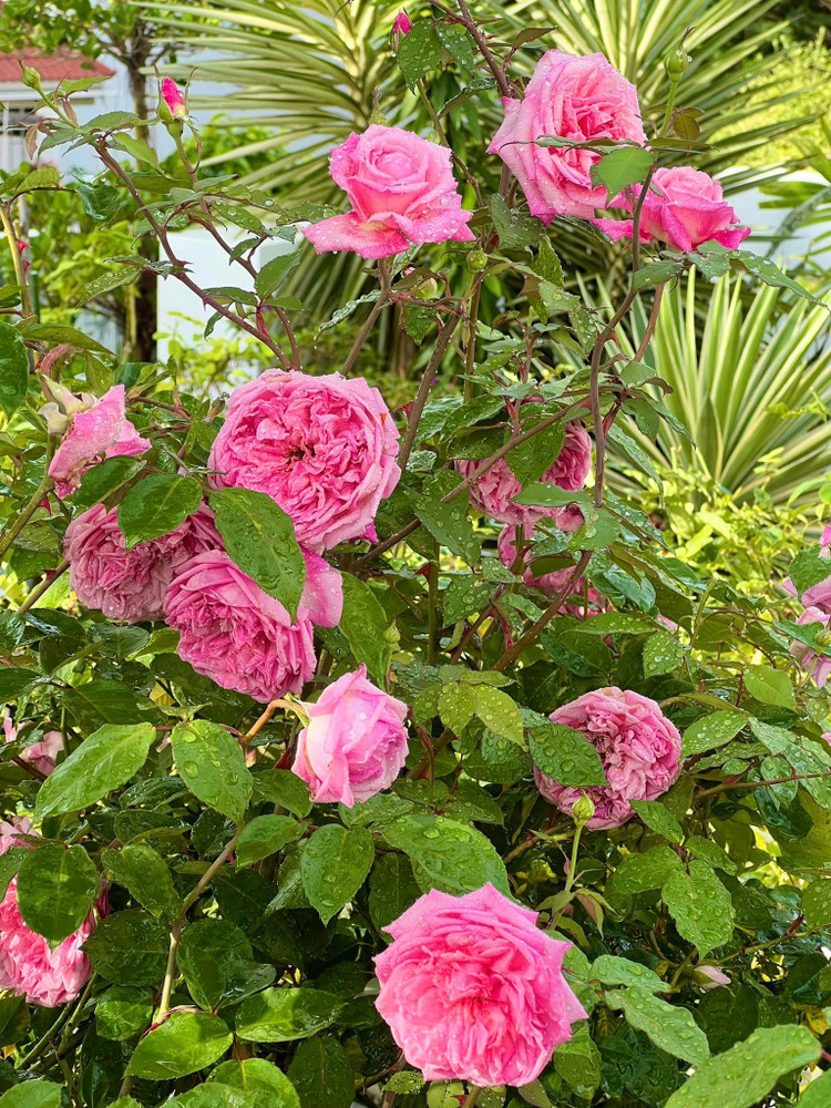 Vuon hong nhu co tich trong biet thu cua MC Quyen Linh-Hinh-8