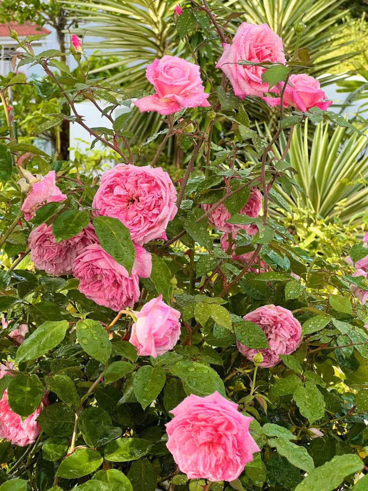 Vuon hong nhu co tich trong biet thu cua MC Quyen Linh-Hinh-8