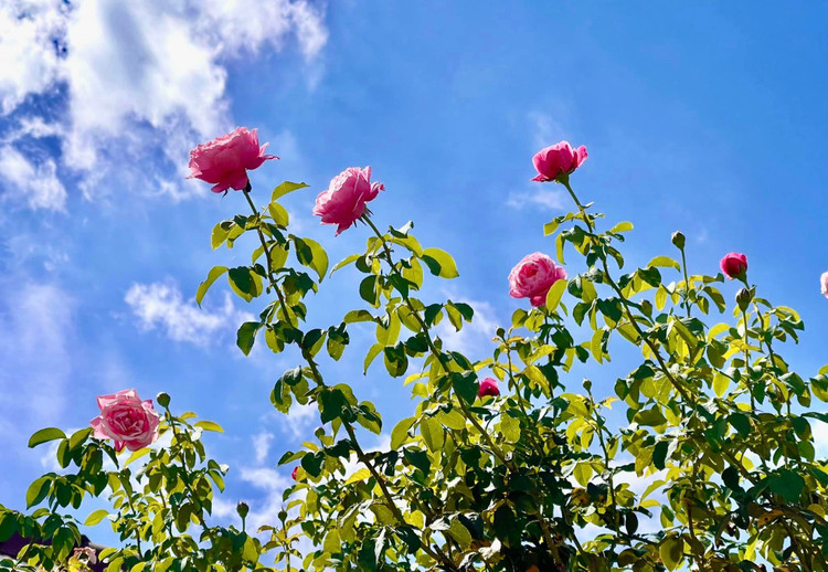 Vuon hong nhu co tich trong biet thu cua MC Quyen Linh-Hinh-7