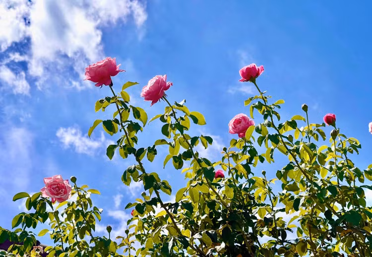 Vuon hong nhu co tich trong biet thu cua MC Quyen Linh-Hinh-7