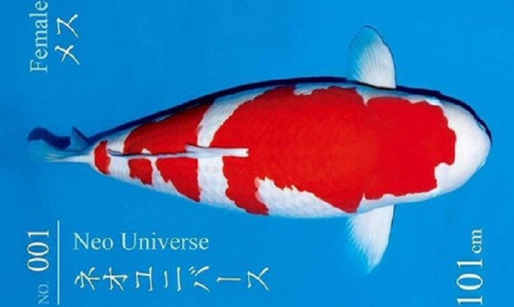 Ca Koi gia ngang sieu biet thu khien dai gia “bi an” xuong tien-Hinh-5