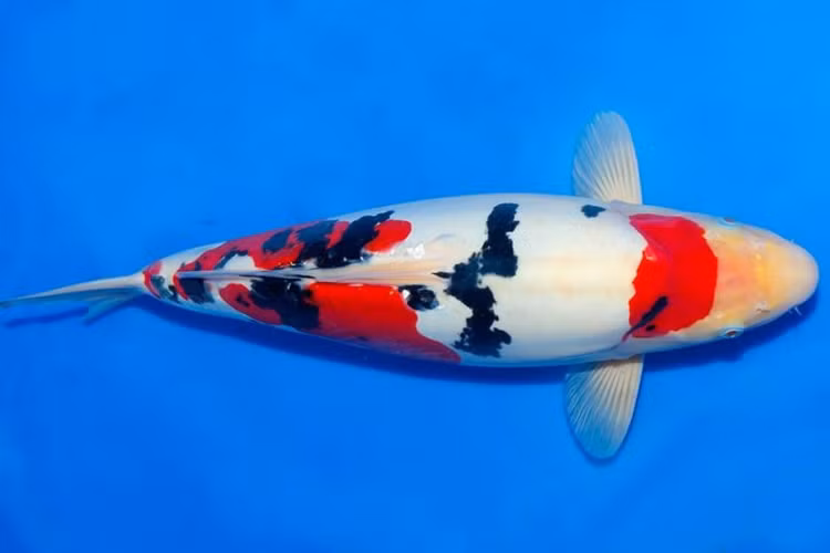 Ca Koi gia ngang sieu biet thu khien dai gia “bi an” xuong tien-Hinh-10