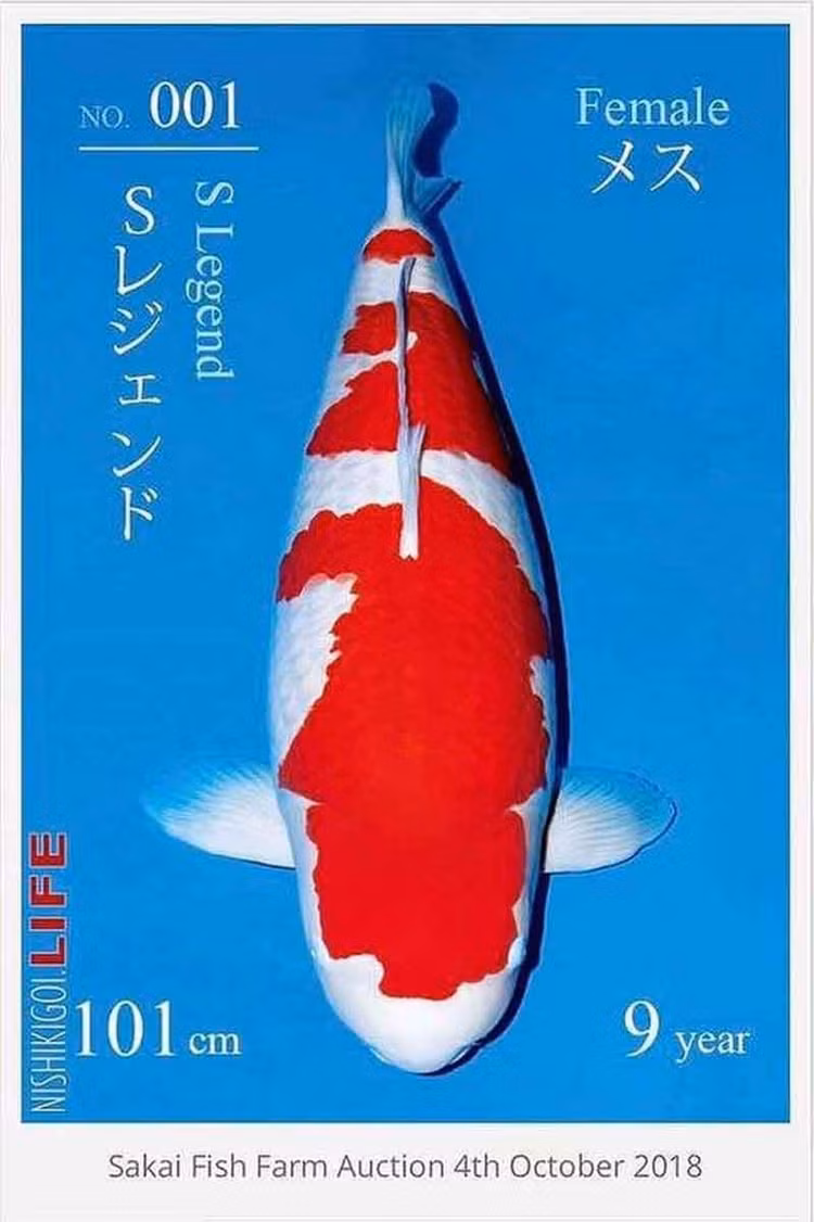 Ca Koi gia ngang sieu biet thu khien dai gia “bi an” xuong tien-Hinh-6