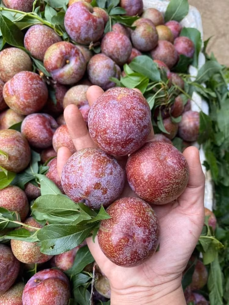 Man dau mua dat hon thit, khach van “ram rap” xuong tien mua