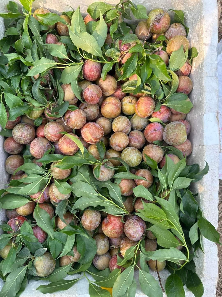 Man dau mua dat hon thit, khach van “ram rap” xuong tien mua-Hinh-5