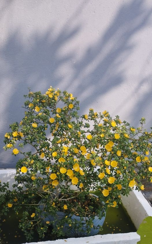 Cay dai moc bo bui bong len doi thanh bonsai gia chuc trieu-Hinh-2