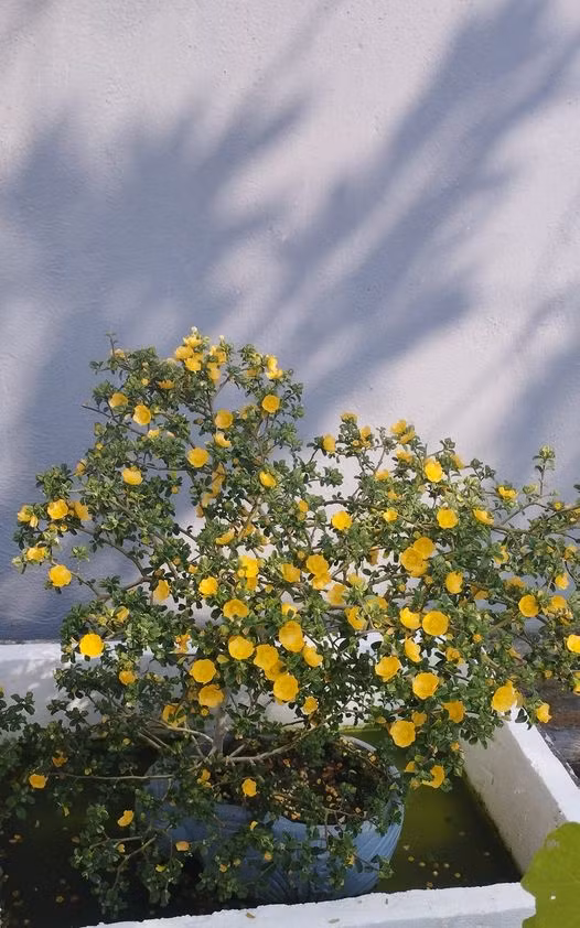 Cay dai moc bo bui bong len doi thanh bonsai gia chuc trieu-Hinh-2
