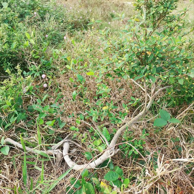 Cay dai moc bo bui bong len doi thanh bonsai gia chuc trieu