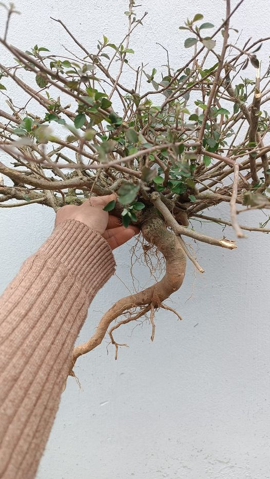 Cay dai moc bo bui bong len doi thanh bonsai gia chuc trieu-Hinh-7