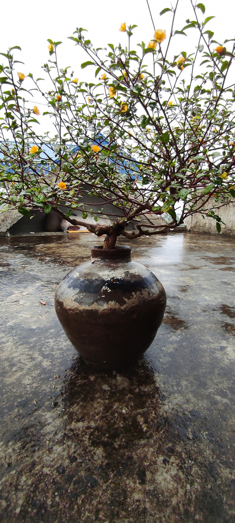 Cay dai moc bo bui bong len doi thanh bonsai gia chuc trieu-Hinh-6