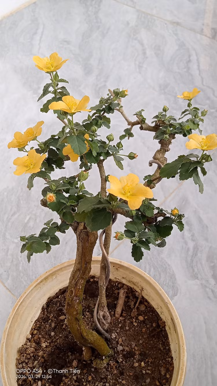 Cay dai moc bo bui bong len doi thanh bonsai gia chuc trieu-Hinh-9