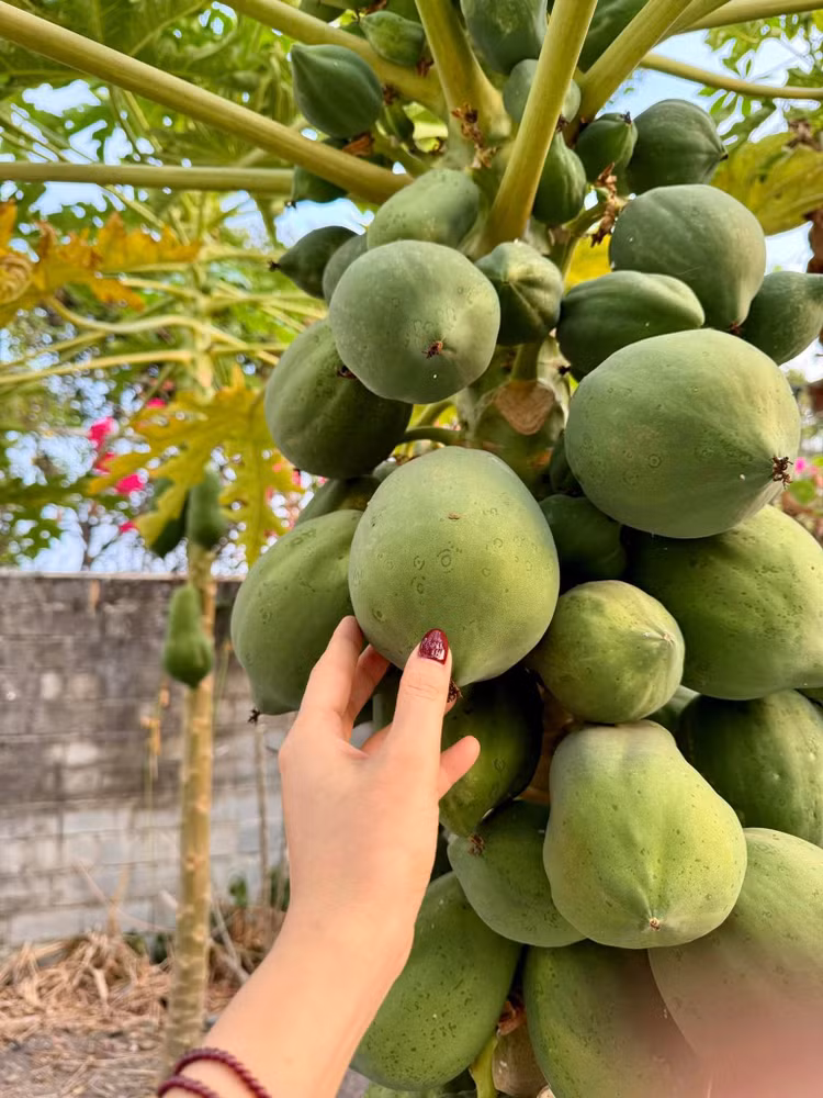 Khu vuon xanh muot “di moi chan khong het” cua My Tam-Hinh-4