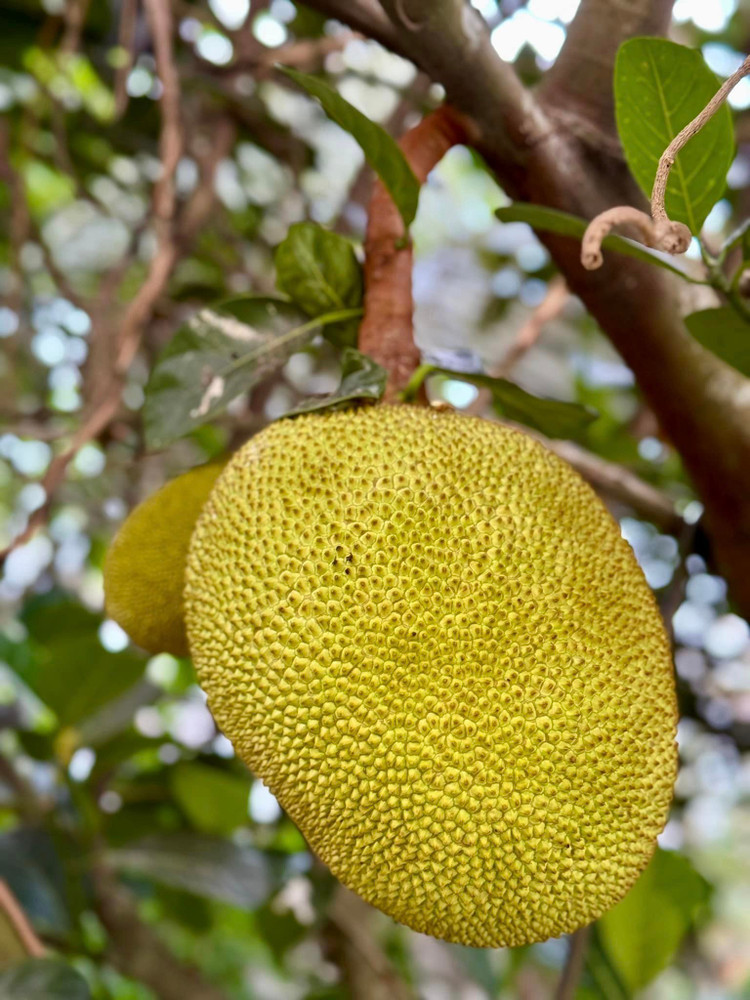 Khu vuon xanh muot “di moi chan khong het” cua My Tam-Hinh-7