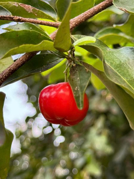 Khu vuon xanh muot “di moi chan khong het” cua My Tam-Hinh-2
