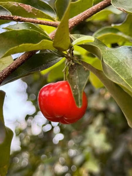 Khu vuon xanh muot “di moi chan khong het” cua My Tam-Hinh-2