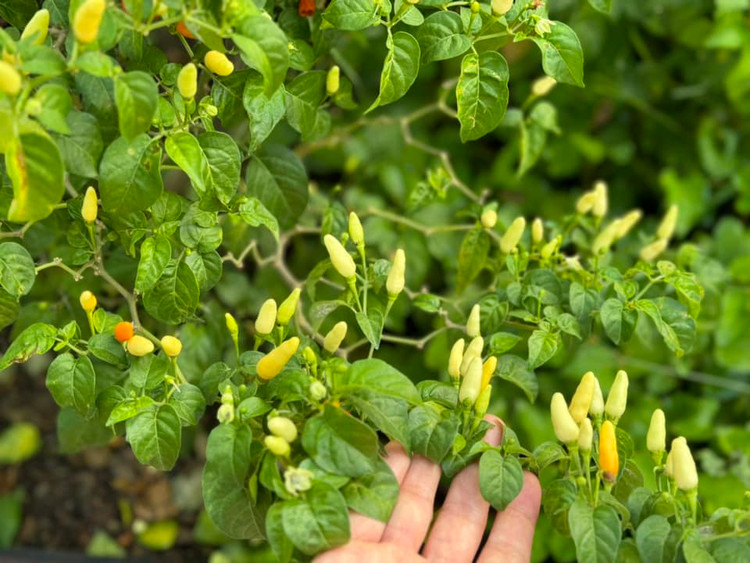 Khu vuon xanh muot “di moi chan khong het” cua My Tam-Hinh-6