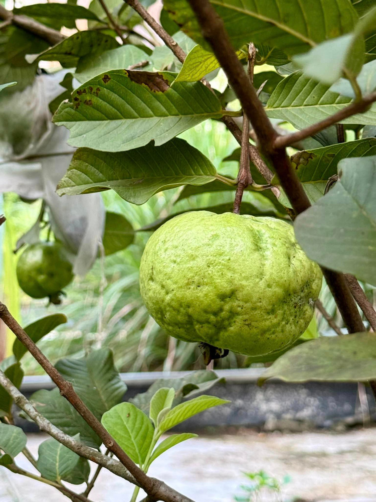 Khu vuon xanh muot “di moi chan khong het” cua My Tam-Hinh-8