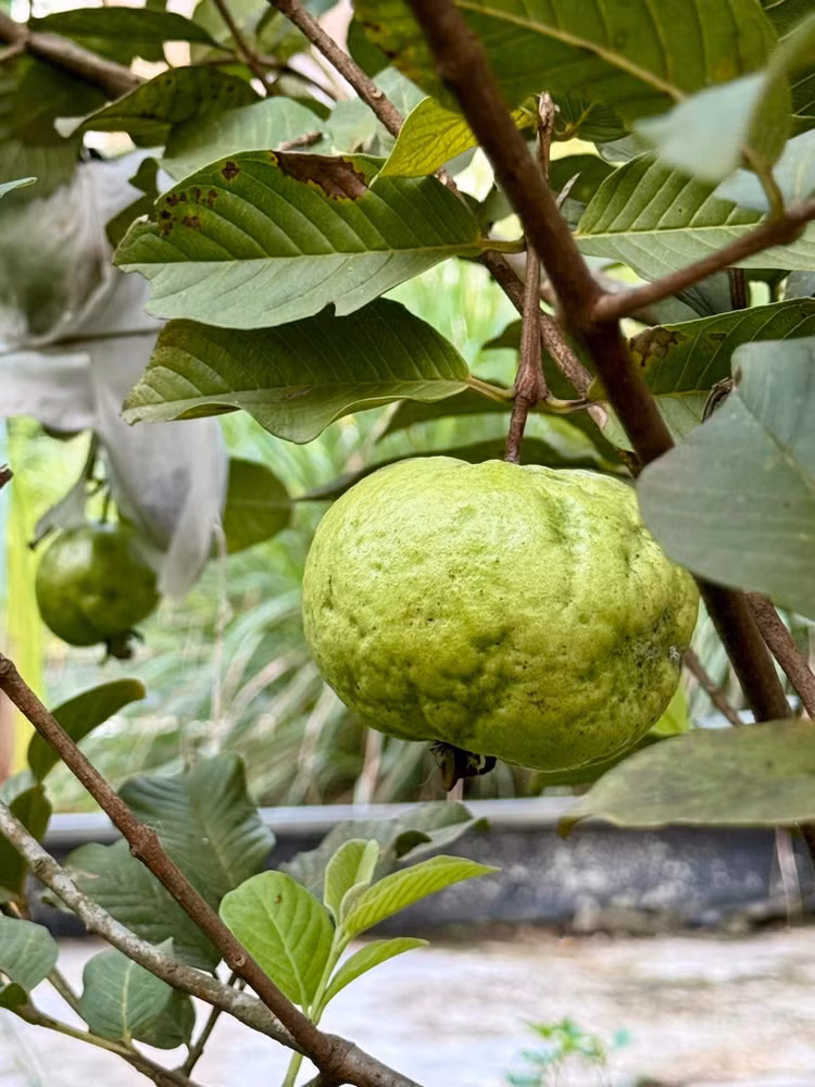 Khu vuon xanh muot “di moi chan khong het” cua My Tam-Hinh-8