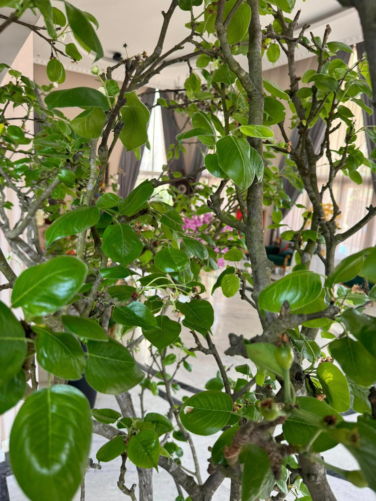 Biet thu do so cua Hoa hau 53 tuoi van dep nhu bup be-Hinh-11