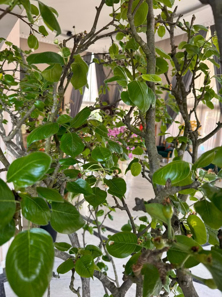 Biet thu do so cua Hoa hau 53 tuoi van dep nhu bup be-Hinh-11