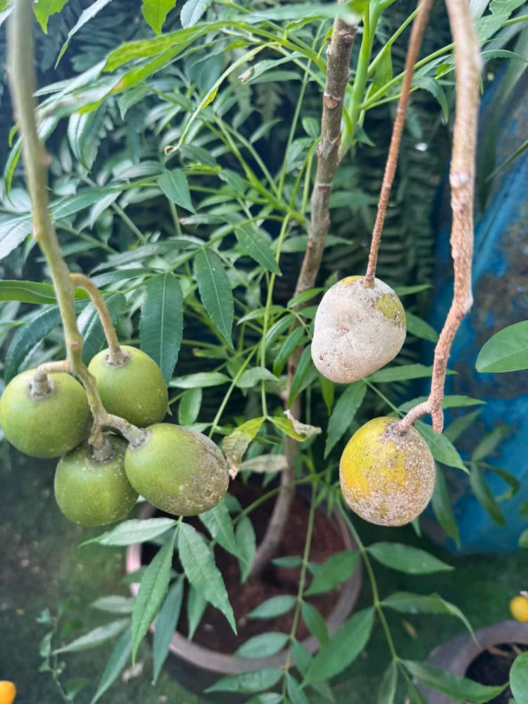 Biet thu do so cua Hoa hau 53 tuoi van dep nhu bup be-Hinh-8