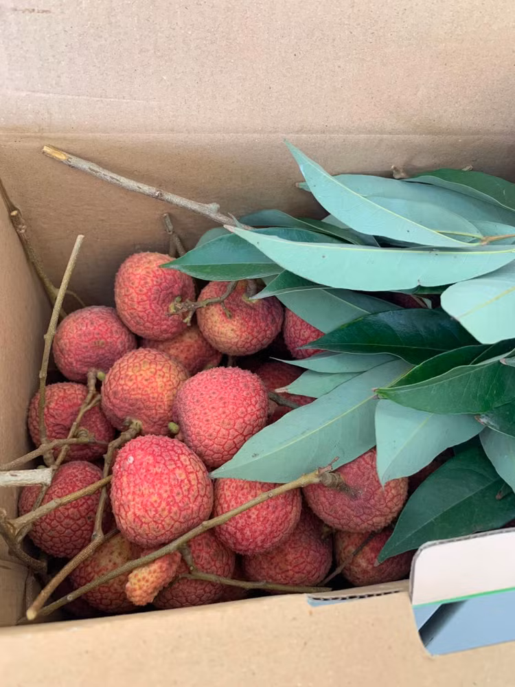 Tan muc giong vai “khong lo” hon 200.000 dong/kg van chay hang-Hinh-8