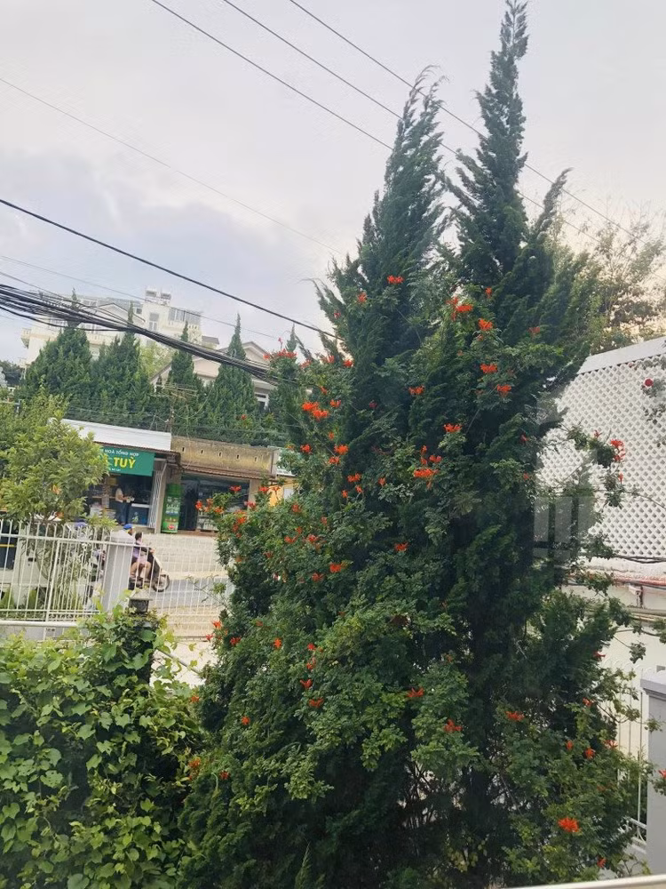 Co ngoi xanh muot cua Vy Oanh va chong dai gia o Da Lat-Hinh-12