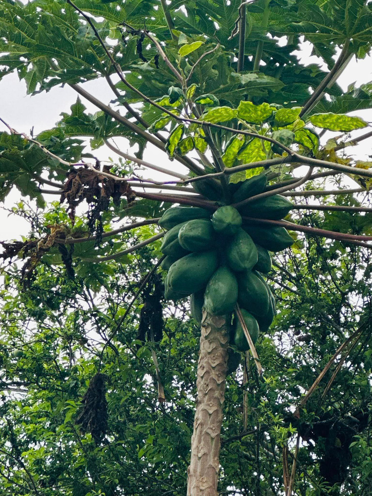 Co ngoi xanh muot cua Vy Oanh va chong dai gia o Da Lat-Hinh-9
