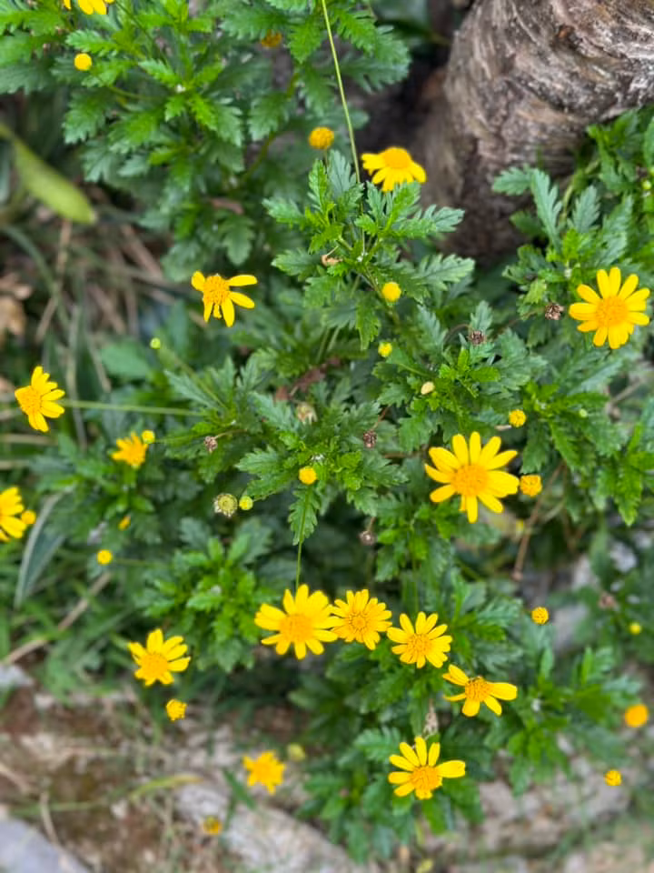 Co ngoi xanh muot cua Vy Oanh va chong dai gia o Da Lat-Hinh-8