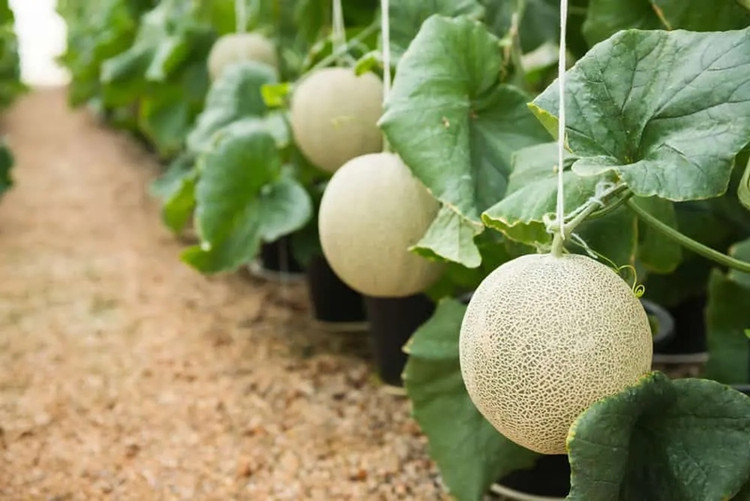 Cap dua luoi Nhat Ban vua ban gan nua ty co gi dac biet?-Hinh-8