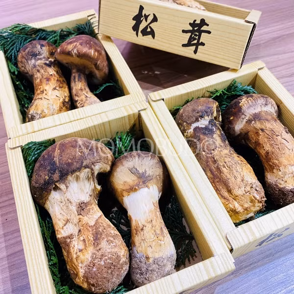 Nhin tuong “cuc dat”, ai ngo la “cay nha vang” 50 trieu/kg-Hinh-6