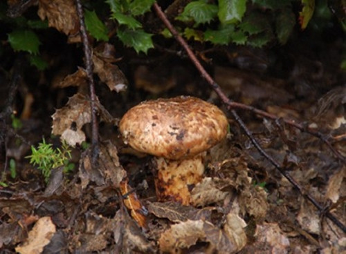 Nhin tuong “cuc dat”, ai ngo la “cay nha vang” 50 trieu/kg-Hinh-9