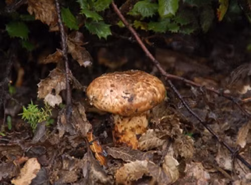 Nhin tuong “cuc dat”, ai ngo la “cay nha vang” 50 trieu/kg-Hinh-9