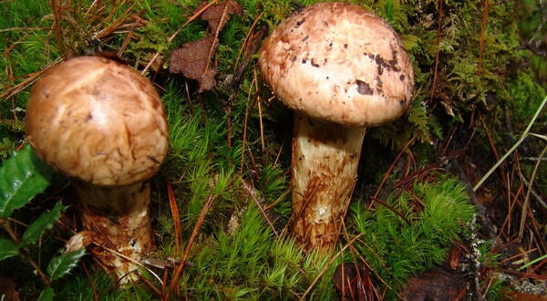 Nhin tuong “cuc dat”, ai ngo la “cay nha vang” 50 trieu/kg-Hinh-3