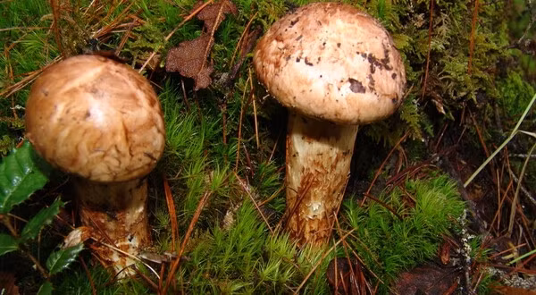 Nhin tuong “cuc dat”, ai ngo la “cay nha vang” 50 trieu/kg-Hinh-3