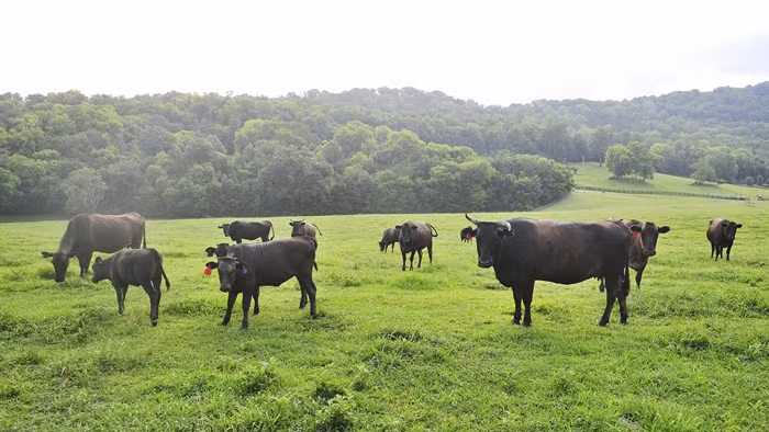 Ly do khien Wagyu tro thanh thit bo dat do bac nhat hanh tinh-Hinh-9