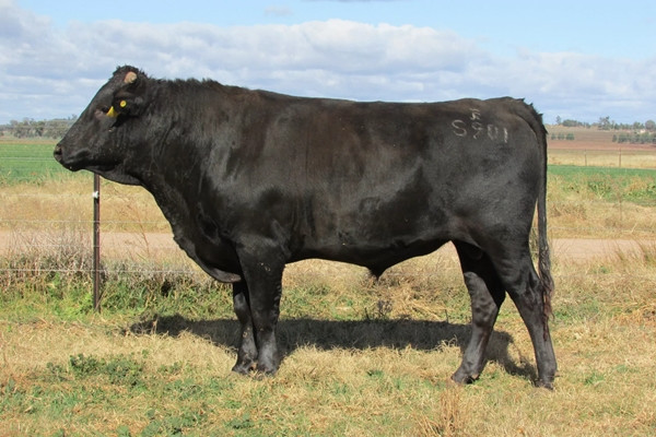 Ly do khien Wagyu tro thanh thit bo dat do bac nhat hanh tinh-Hinh-7