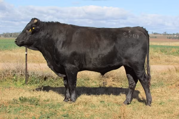 Ly do khien Wagyu tro thanh thit bo dat do bac nhat hanh tinh-Hinh-7