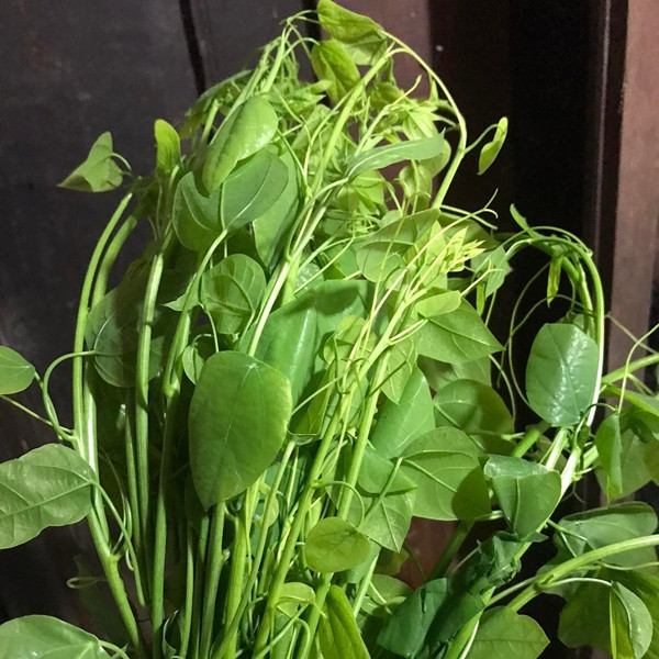 Bat ngo loai rau moc dai o Viet Nam nay xuat khau di My-Hinh-4