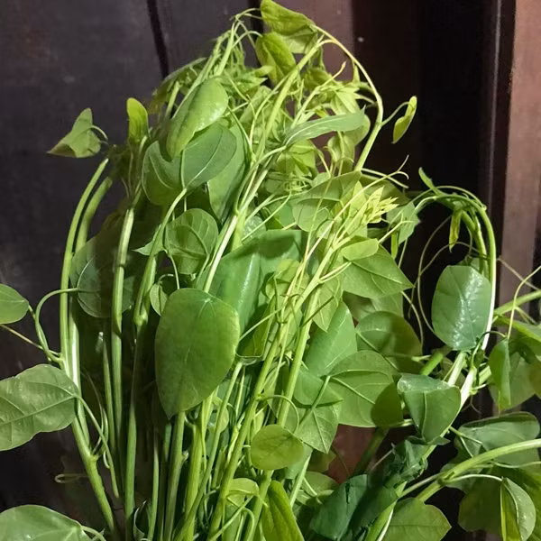 Bat ngo loai rau moc dai o Viet Nam nay xuat khau di My-Hinh-4