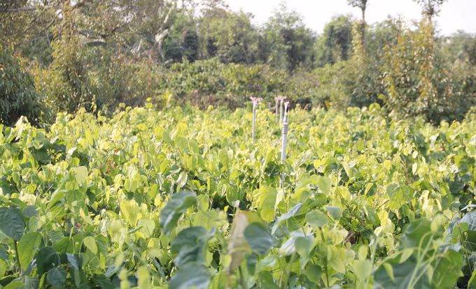 Bat ngo loai rau moc dai o Viet Nam nay xuat khau di My-Hinh-3