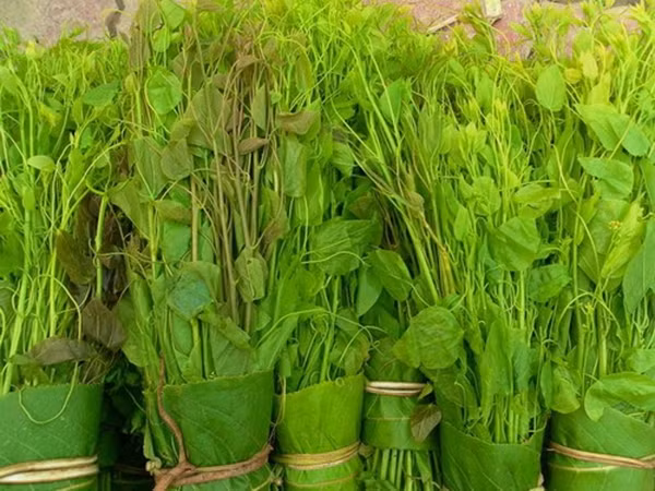 Bat ngo loai rau moc dai o Viet Nam nay xuat khau di My-Hinh-7