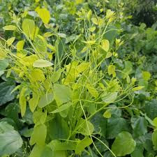 Bat ngo loai rau moc dai o Viet Nam nay xuat khau di My-Hinh-9