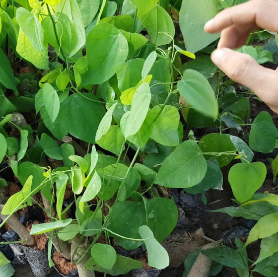 Bat ngo loai rau moc dai o Viet Nam nay xuat khau di My-Hinh-8