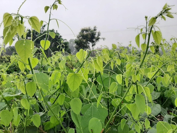 Bat ngo loai rau moc dai o Viet Nam nay xuat khau di My