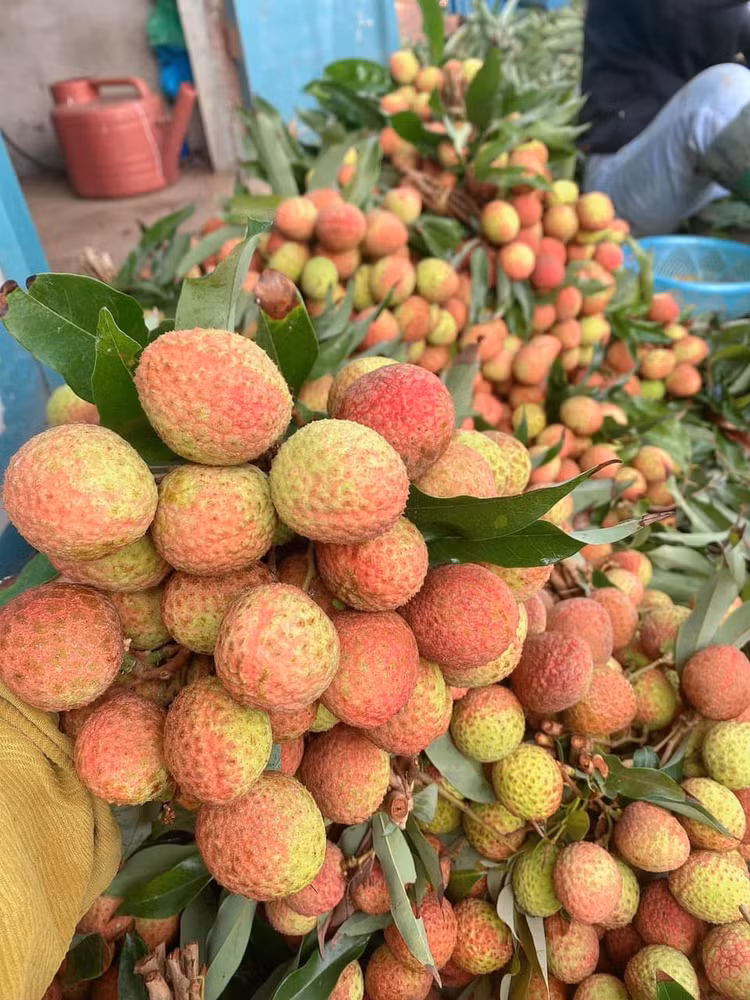 Vai chin som hon 100.000 dong/kg khach van tap nap mua-Hinh-9