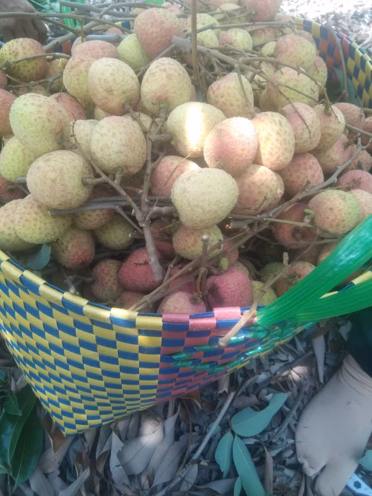 Vai chin som hon 100.000 dong/kg khach van tap nap mua-Hinh-5