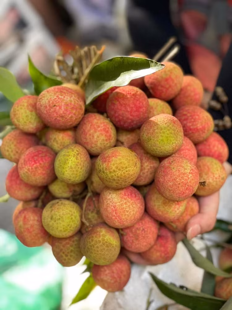 Vai chin som hon 100.000 dong/kg khach van tap nap mua-Hinh-4