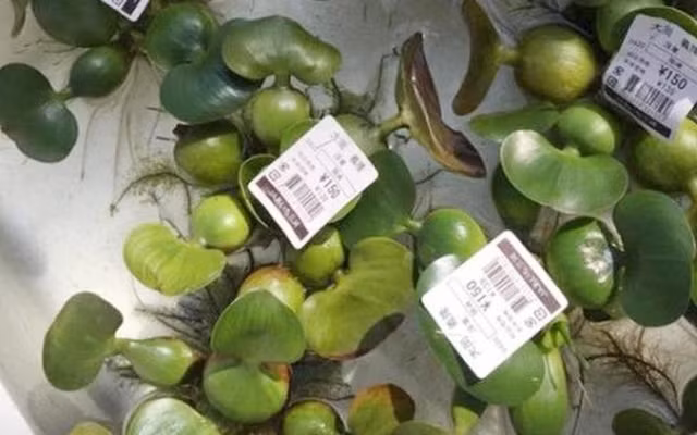 Nhung thu o Viet Nam “cho khong ai lay” sang nuoc ngoai sieu dat-Hinh-10