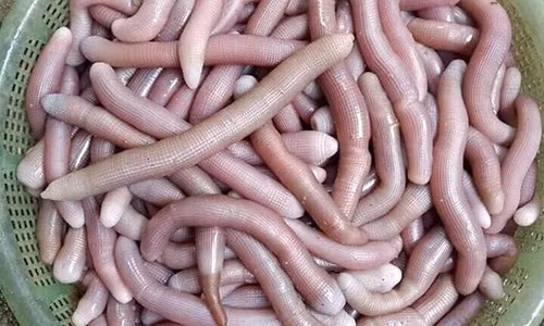 4 dac san “than duoc quy ong” gia bac trieu van chay hang-Hinh-8